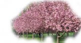 Sakura Japonská třešeň kvetoucí -7-8cm