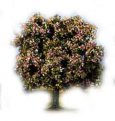 Třešeň s plody 6-8cm